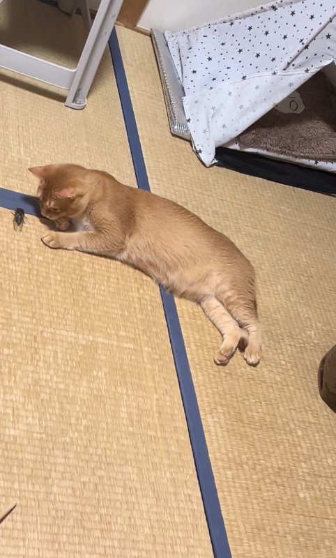 目の前を歩いているセミを見つめる猫