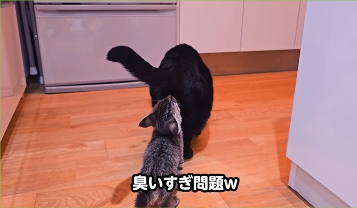 黒猫のお尻を嗅ぐ子猫