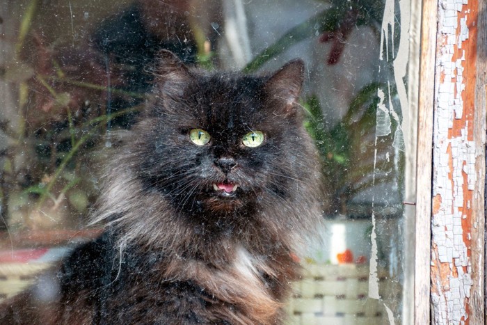 窓越しに鳴く猫