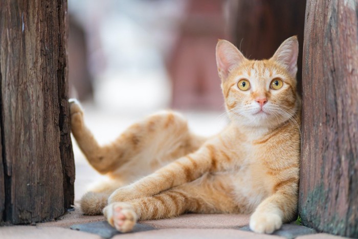 おかしな座り方でリラックスしている猫