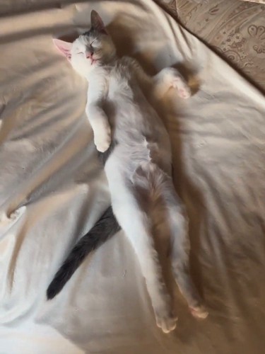 仰向けの猫