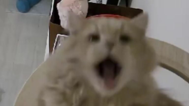 ペットカメラに映る猫