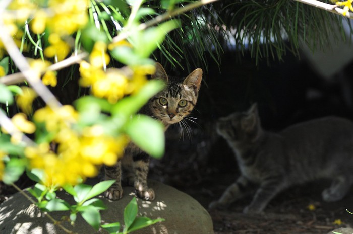 草むらの陰に隠れている野良猫