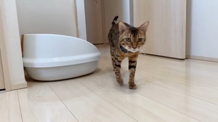 青い首輪の猫