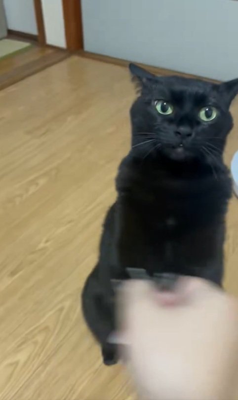 虚無顔の猫