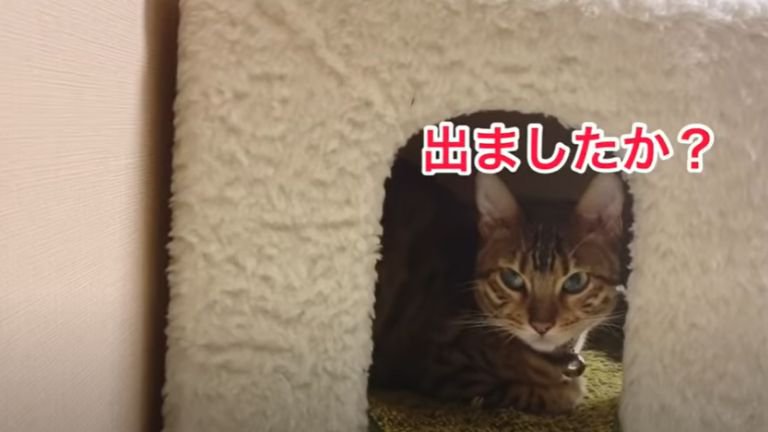 キャットタワーから外を覗く猫