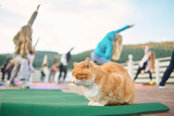 体操をする人々と猫