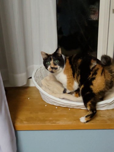 猫ベッドで振り向く猫