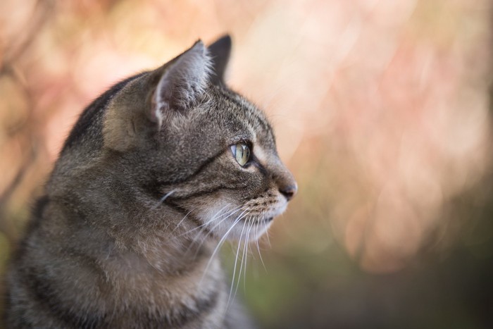 猫の横顔