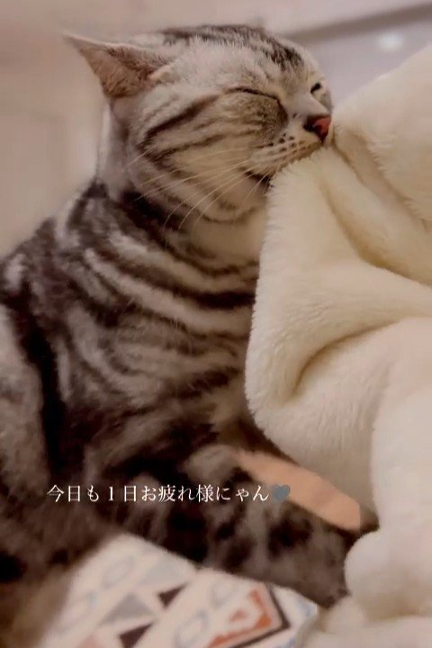 毛布をくわえる猫