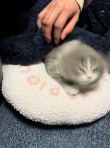 頭を振る子猫