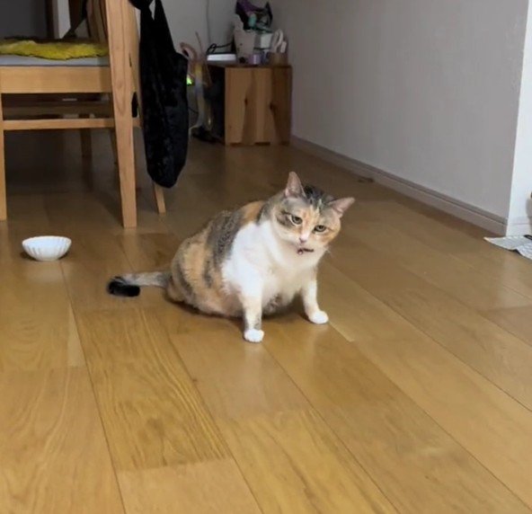 からだを揺らすラフちゃん