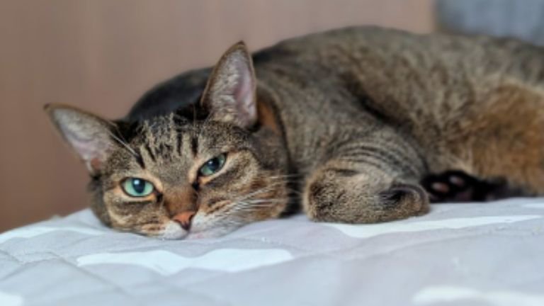 室内にいる猫