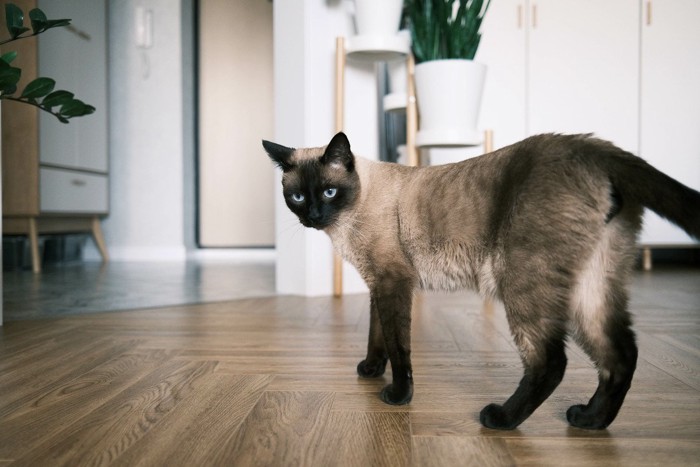 立っている猫