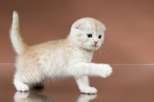 前足を上げるスコティッシュフォールドの子猫