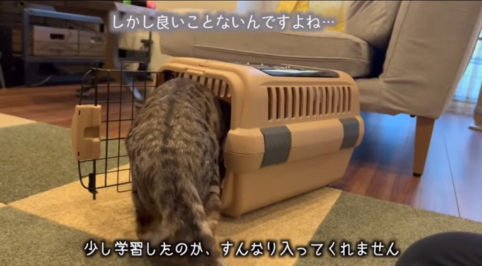 キャリーケースに入る猫