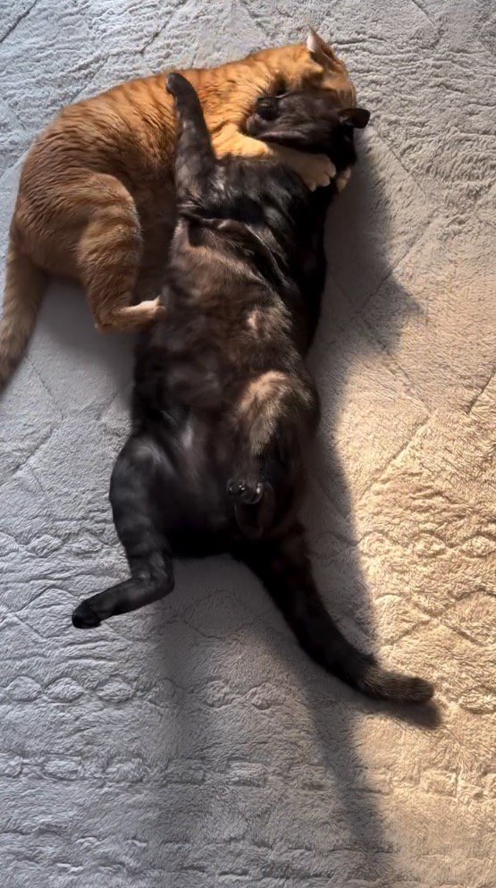 茶トラ猫に抱きしめられる黒猫