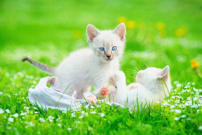 芝でじゃれ合う子猫