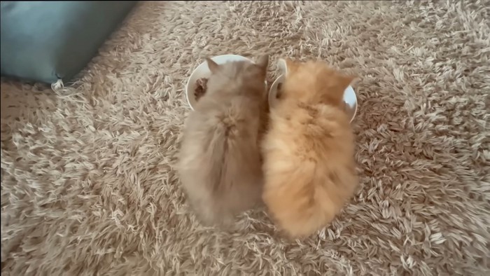 ごはんを食べる2匹の子猫