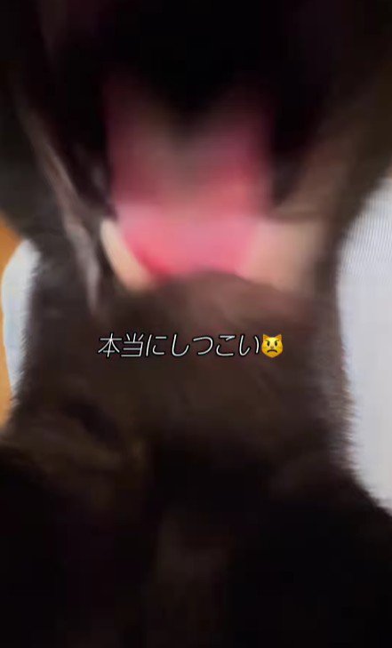 口を開けた猫
