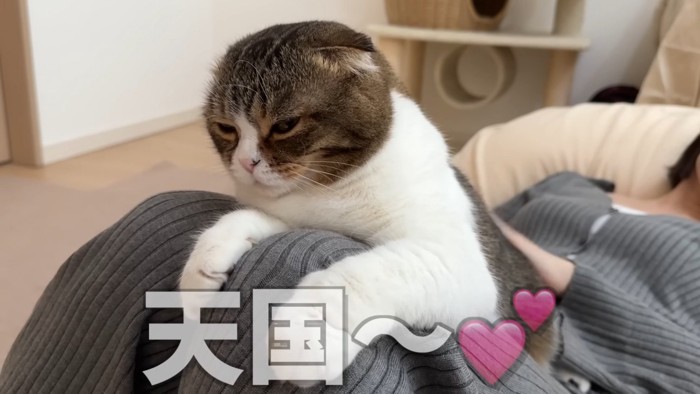 人のお腹の上に乗る猫