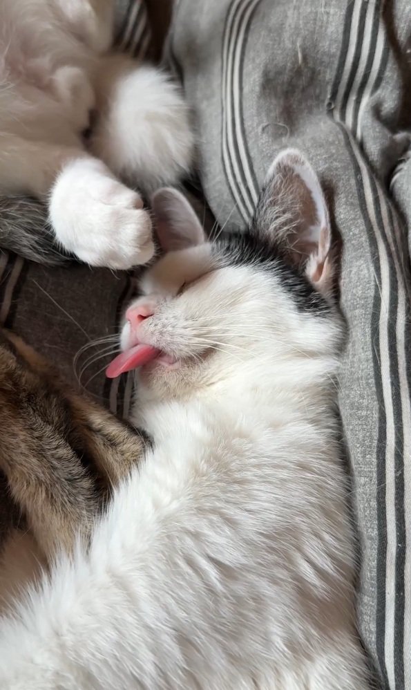 寝る猫