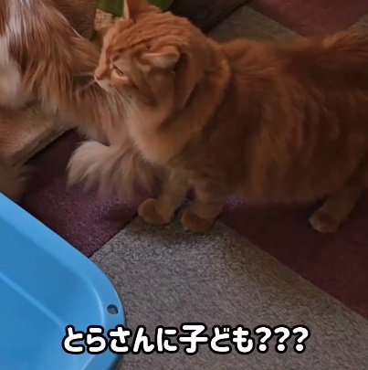 左側を向く猫（画像内：とらさんにこども？？？）