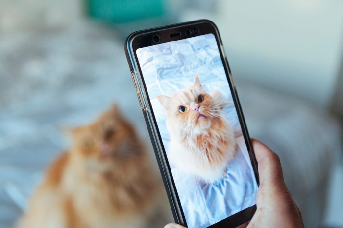 スマホ撮影