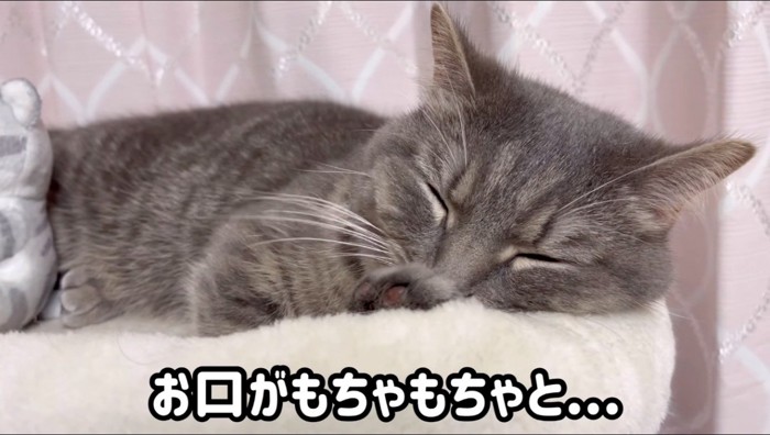 眠りながら口を動かす猫