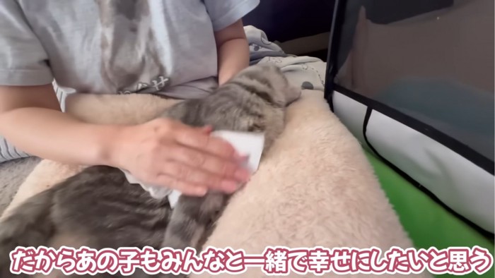 体を拭いてもらう猫