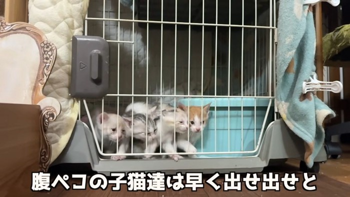 ケージの扉前に並ぶ4匹の子猫