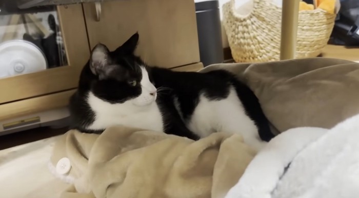 足の間にいる猫