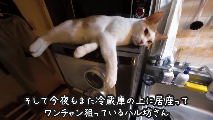 寝そべる猫