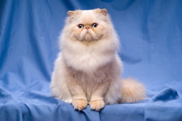 座って正面を見つめるペルシャ猫
