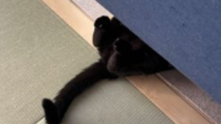 ソファの下にいる猫