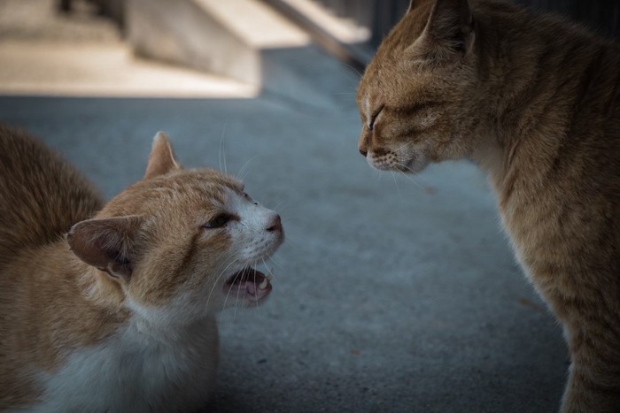 威嚇する猫