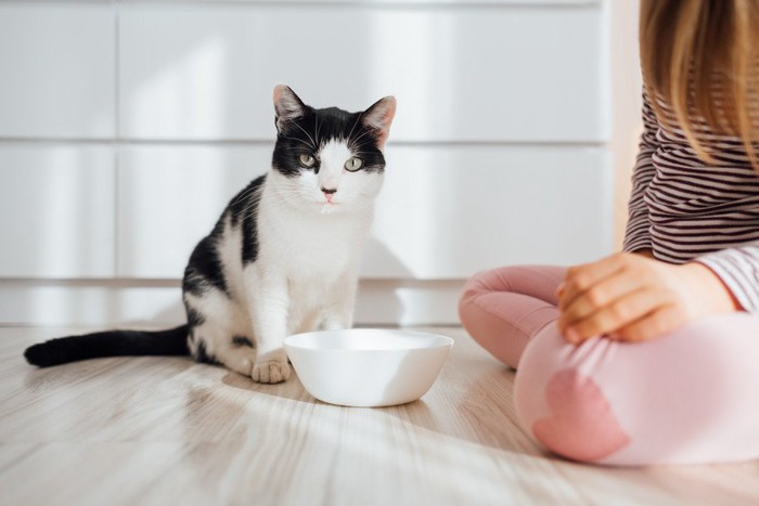 餌を貰う猫