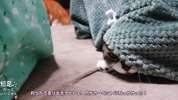 コタツから顔を出す猫