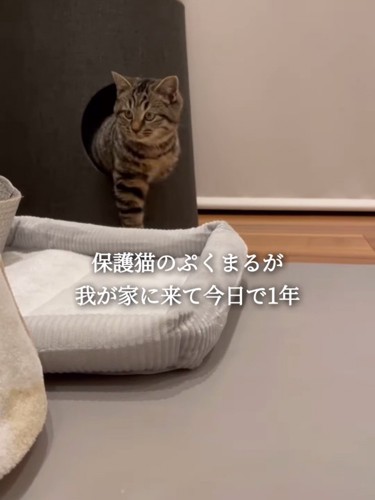 キャットタワーから出てきた猫