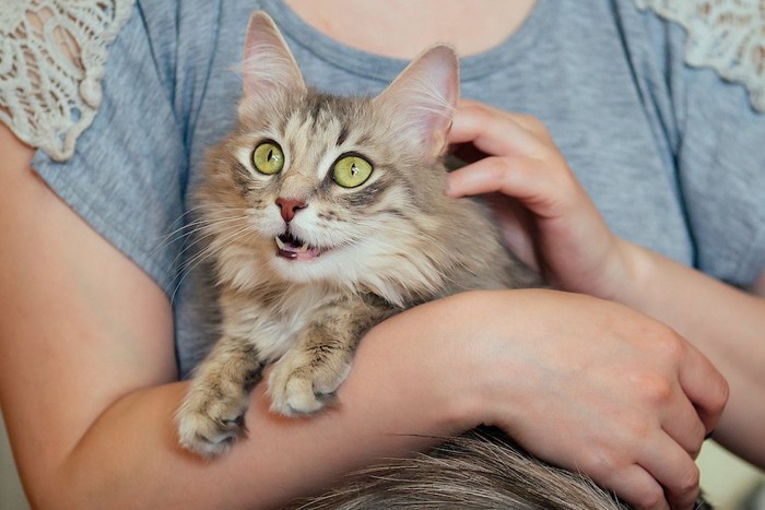 飼い主に抱かれて撫でられている猫