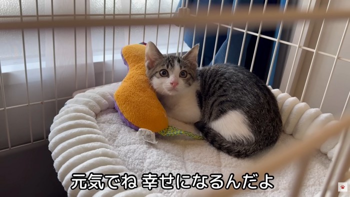 テロップ「元気でね~」