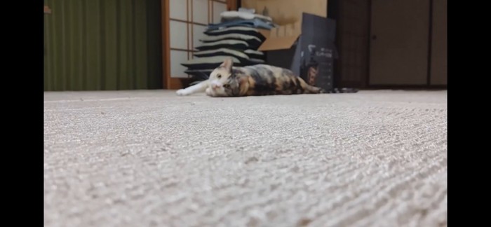 カーペットに寝転がるハチワレ猫