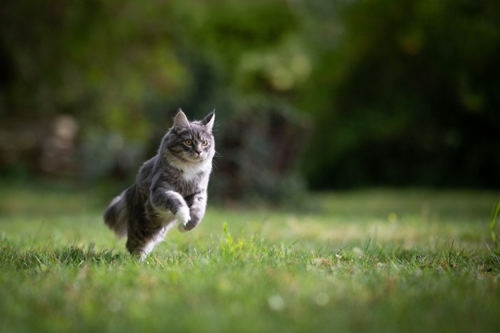 狩り？をする猫