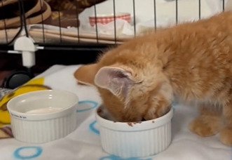 ご飯を食べる子猫