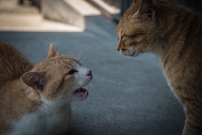 ケンカしている猫