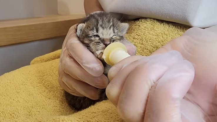 ミルクを飲むキジトラちゃん