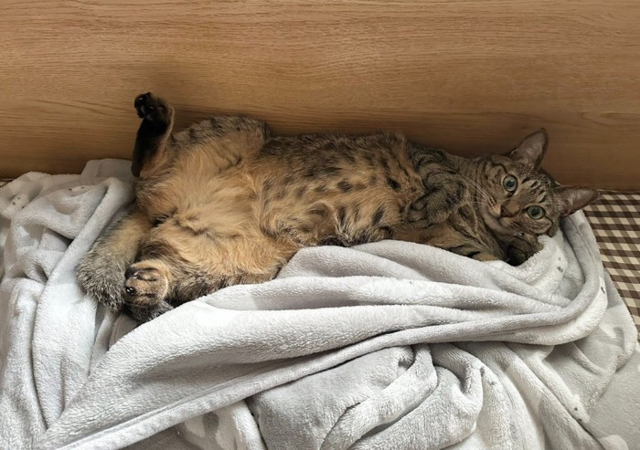 へそ天の猫
