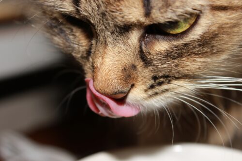 舌なめずりする猫