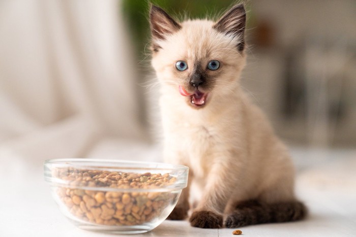 大盛りのごはんを食べる子猫