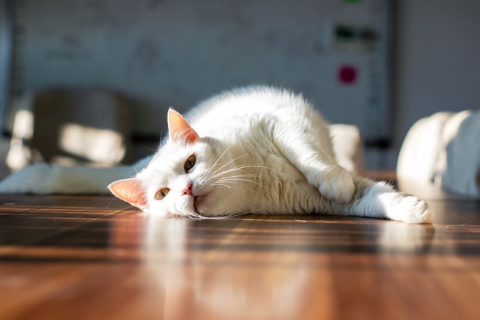 退屈そうな猫